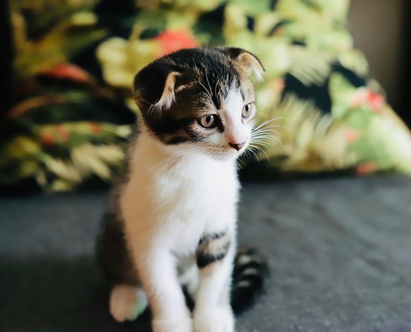 Amici a Quattro Zampe e i L