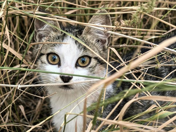 Segreti e CuriositÃ  nel Mondo Fel