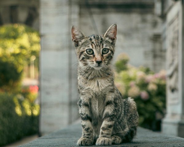 Il Magico Mondo dei Cani e delle Loro Av
